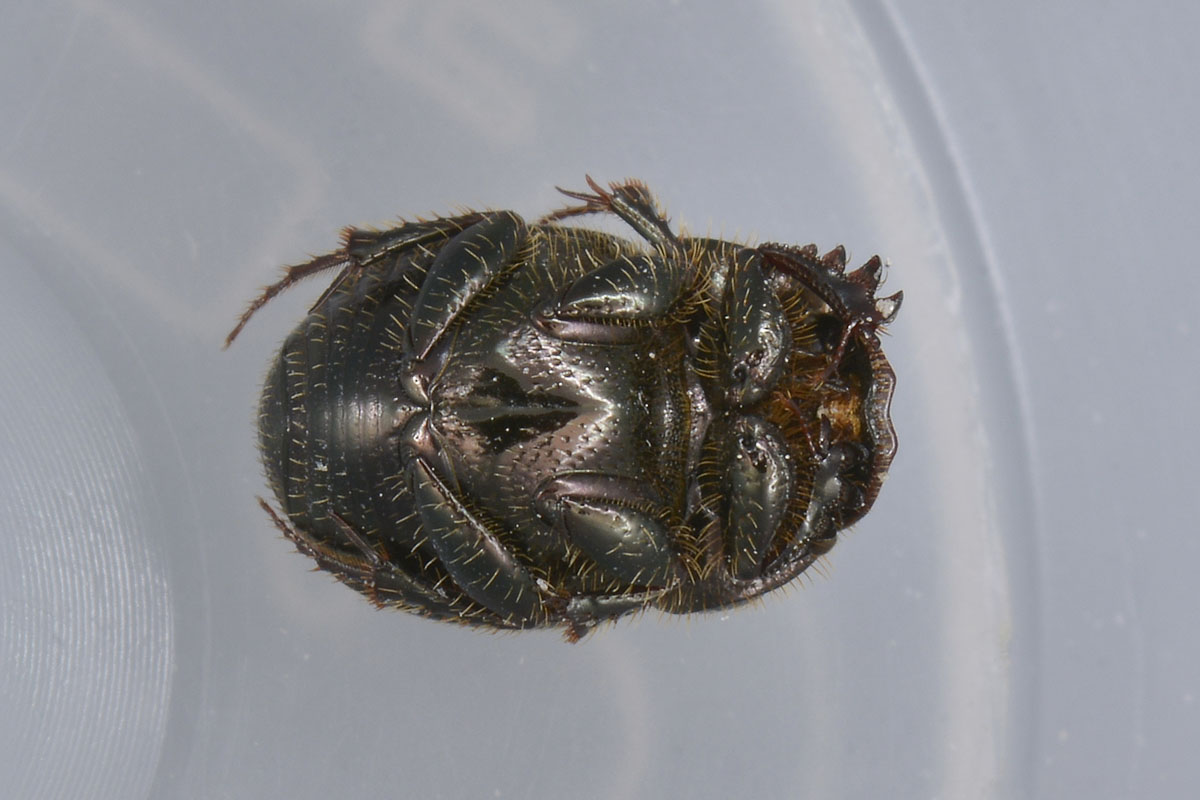 Onthophagus (Furconthophagus) furcatus, Scarabaeidae